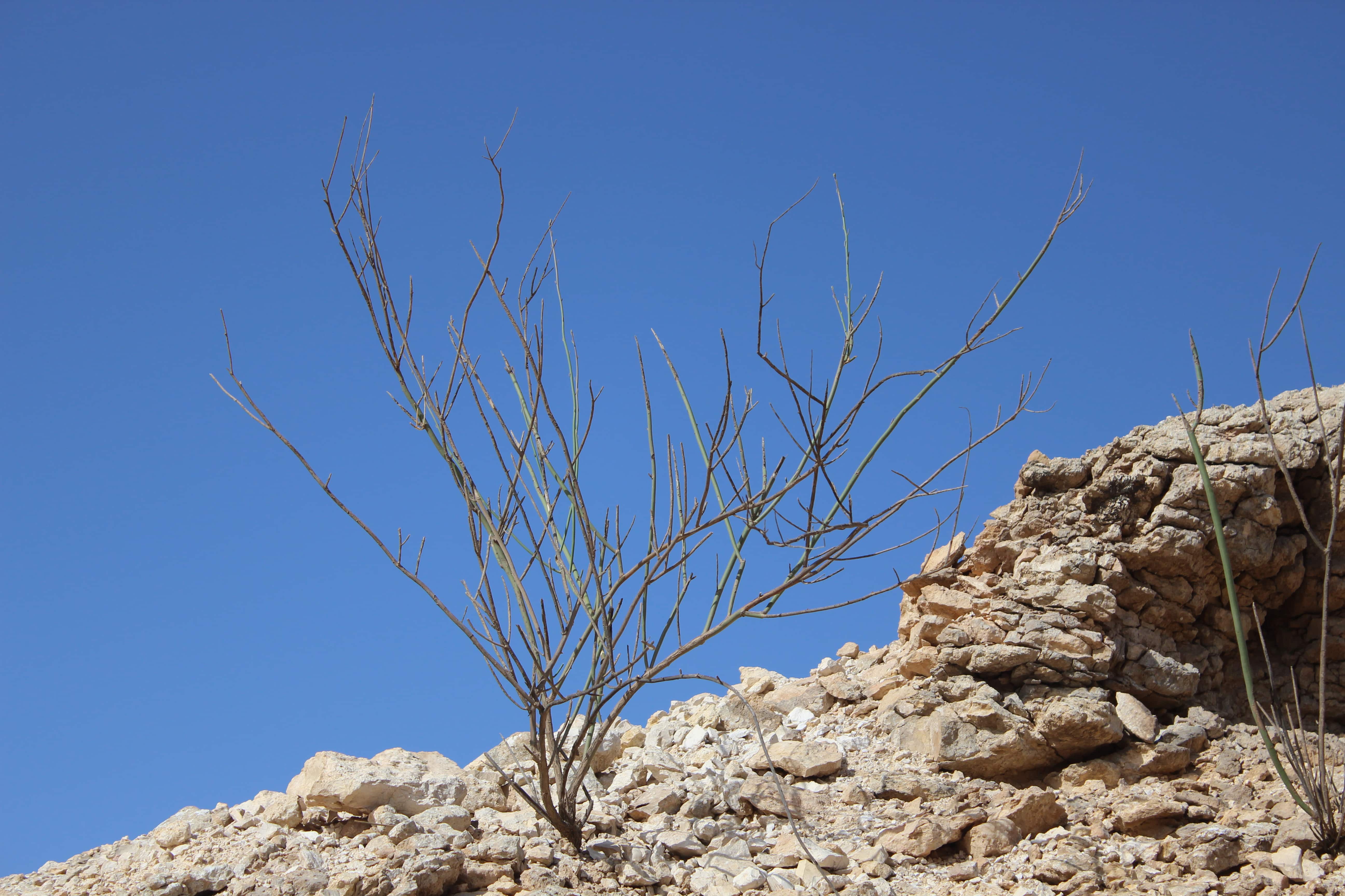 Plant Image